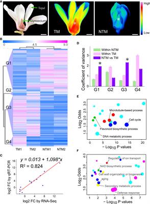 Heat production and volatile biosynthesis are linked via alternative respiration in Magnolia denudata during floral thermogenesis